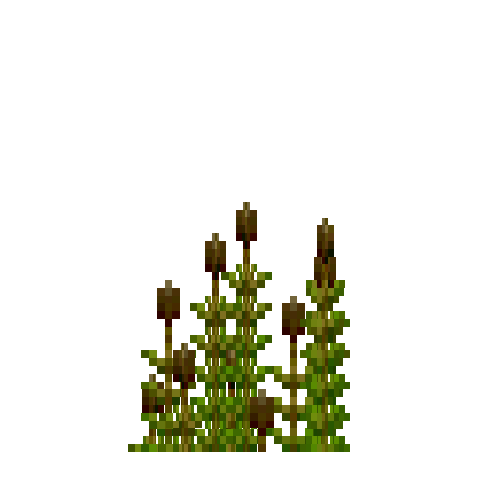 aquatic-hornwort-top