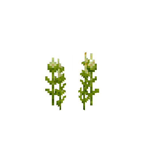 crop-amaranth-4