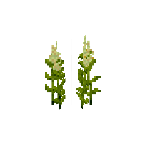 crop-amaranth-5