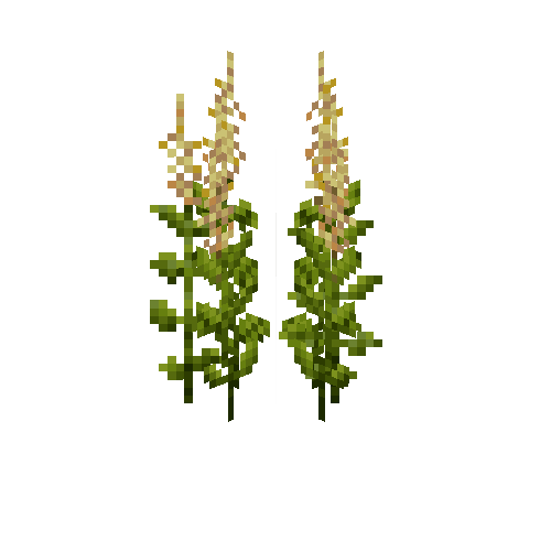 crop-amaranth-6