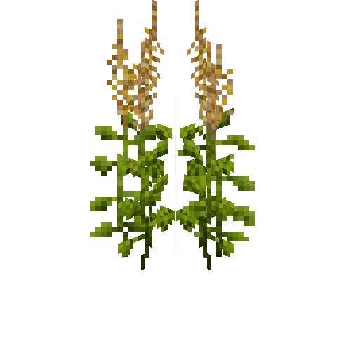 crop-amaranth-7