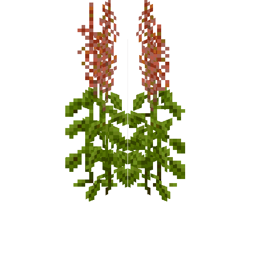 crop-amaranth-8