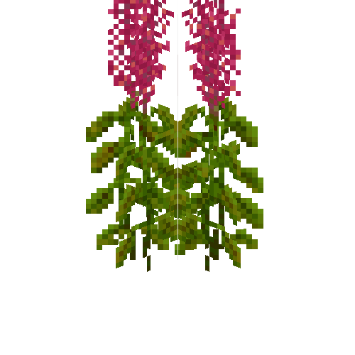 Mature amaranth