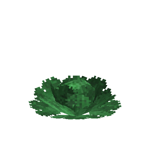 Mature cabbage