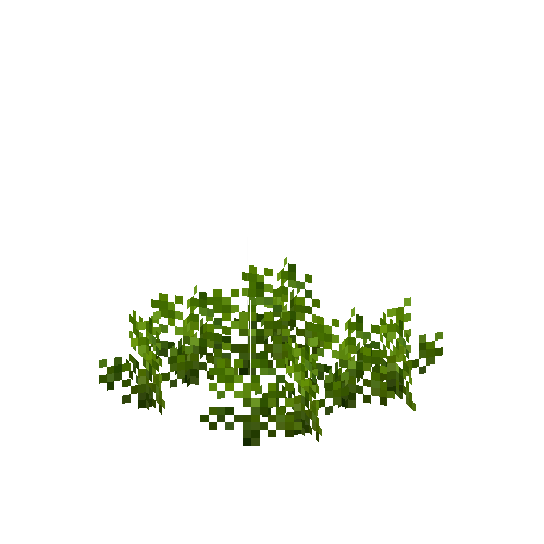crop-carrot-4