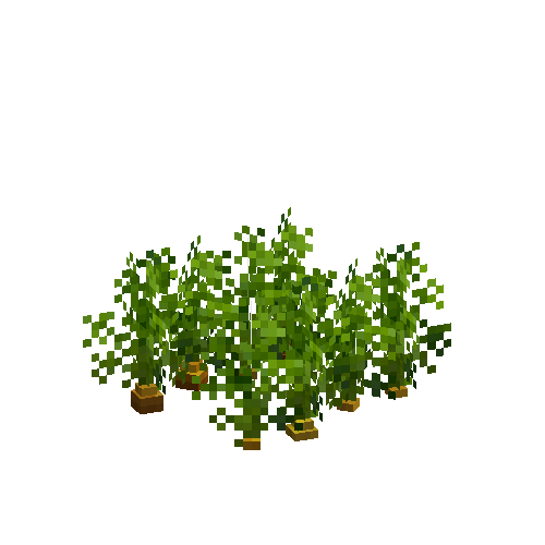 crop-carrot-6