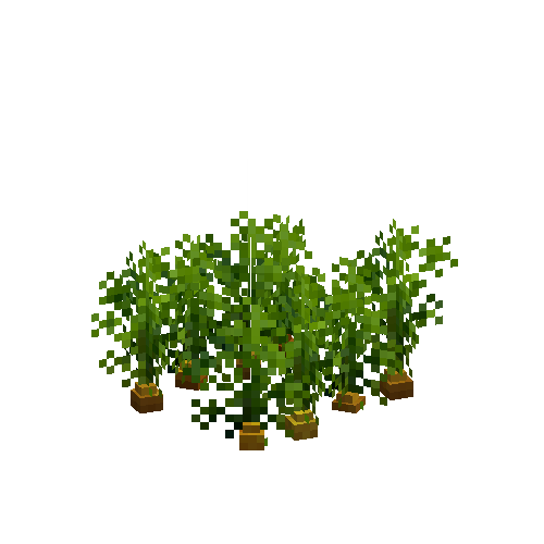 Mature carrots