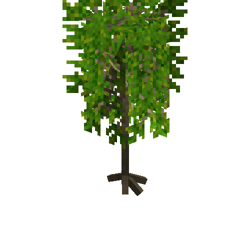 Mature cassava