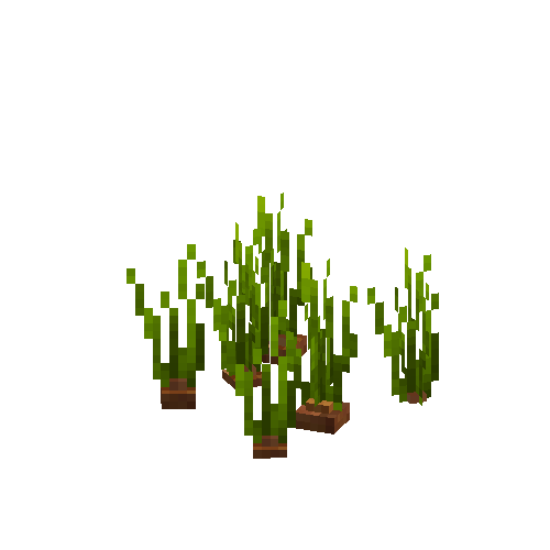 crop-onion-6