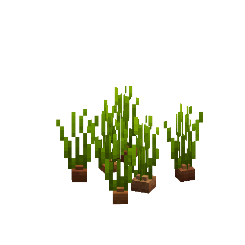 Mature onions