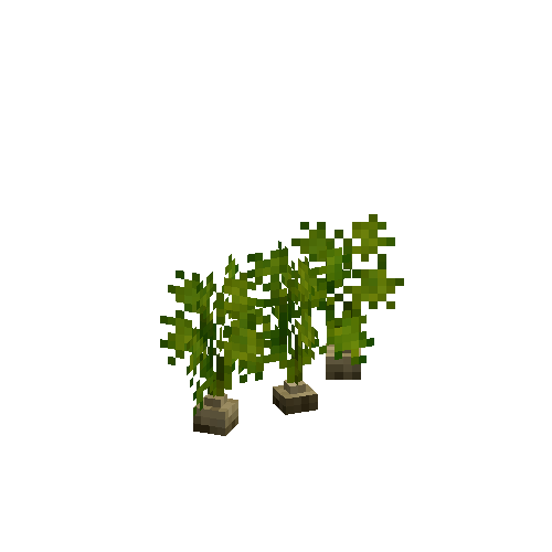 Mature parsnips