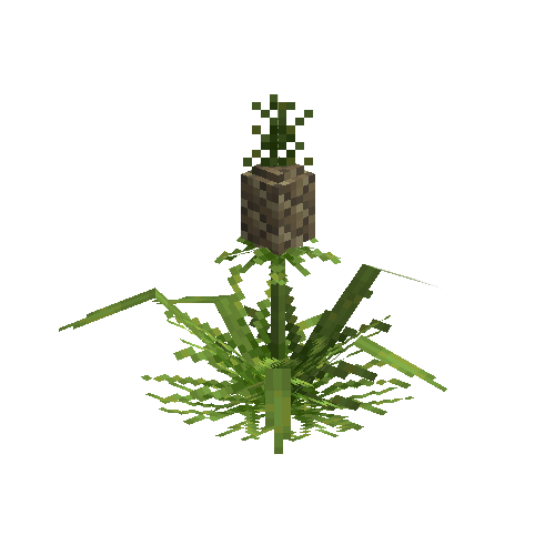 Mature pineapple plant