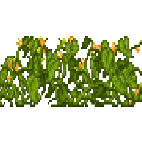 Mature pumpkin plant