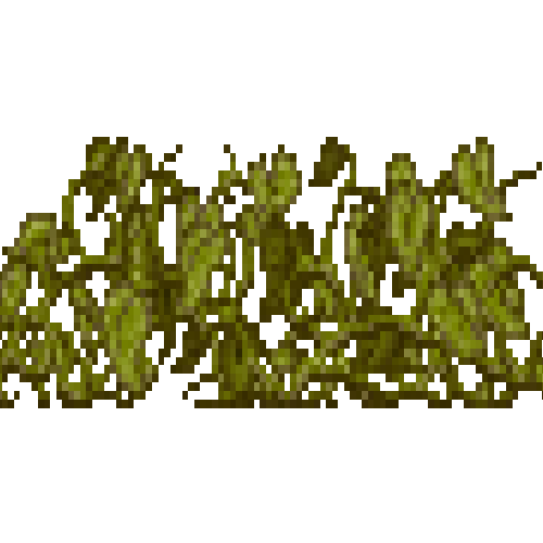 Withered pumpkin plant