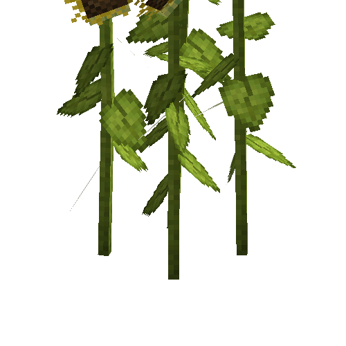crop-sunflower-10