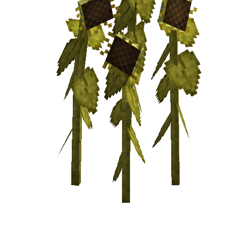 crop-sunflower-11
