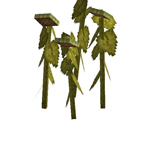 Mature sunflowers