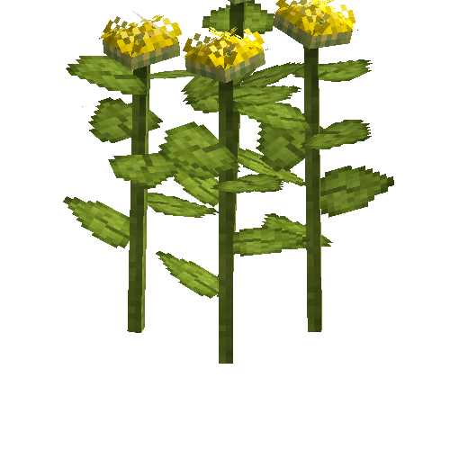 crop-sunflower-7