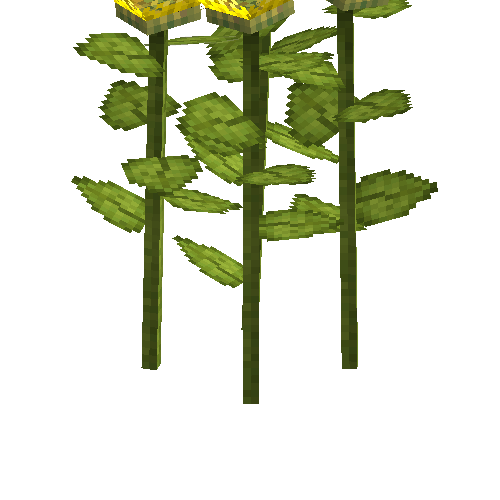 crop-sunflower-8