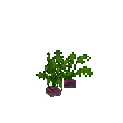 Mature turnips