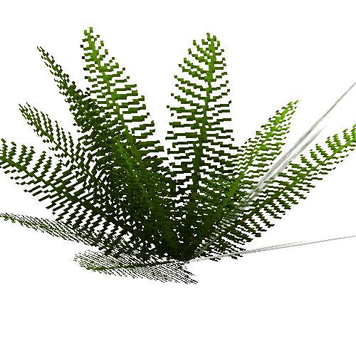 ferntree-normal-foliage