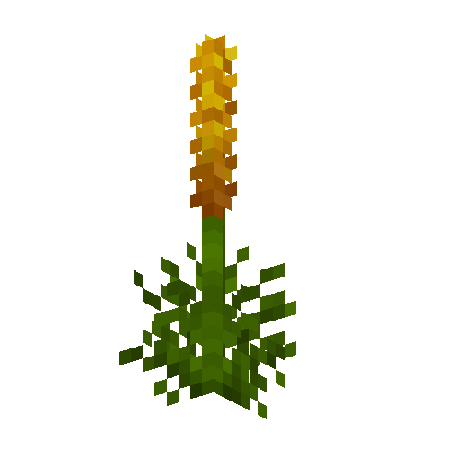 flower-lupine-orange-free