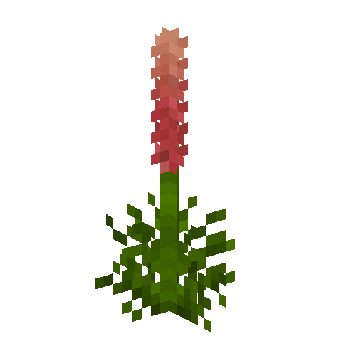 flower-lupine-red-free