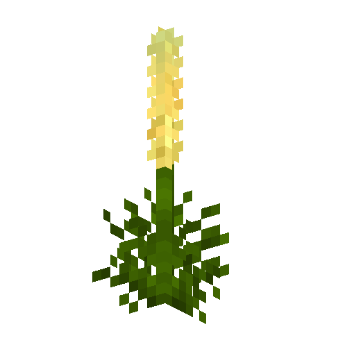flower-lupine-white-free