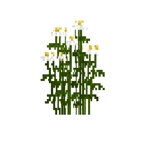 flower-wilddaisy-free