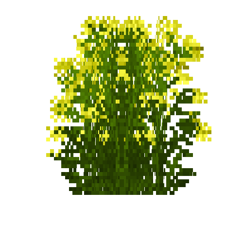Woad