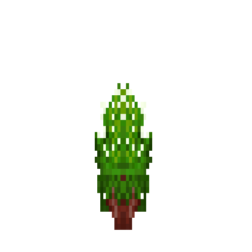Marjoram