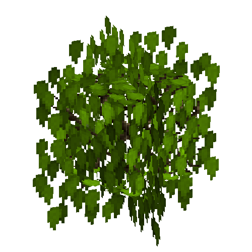 leavesbranchy-grown4-birch