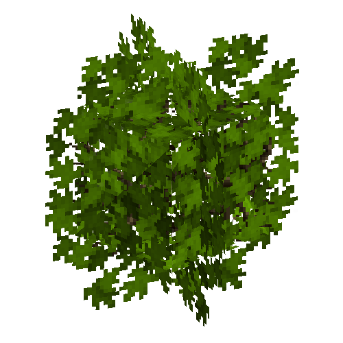 leavesbranchy-grown6-oak