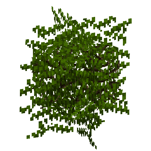 leavesbranchy-placed-acacia