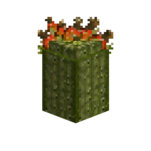 Saguaro cactus tip with fruits