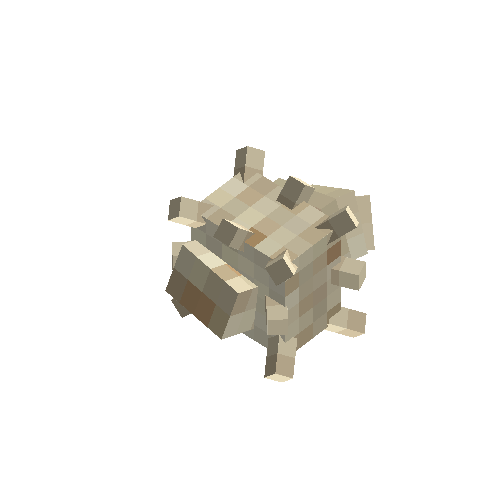 Conch (Plain)