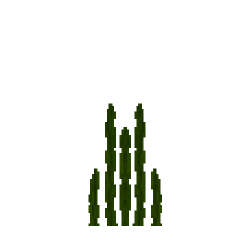 seaweed-top