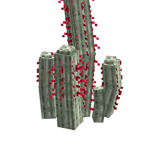 Silver torch cactus