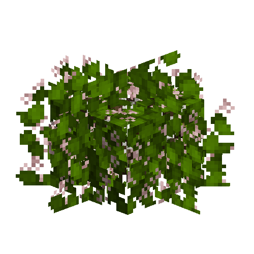 Cranberry bush (Flowering)