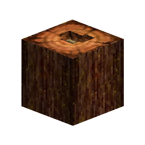 Wild beehive in redwood tree