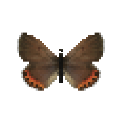 butterfly-dead-acmonbluefemale