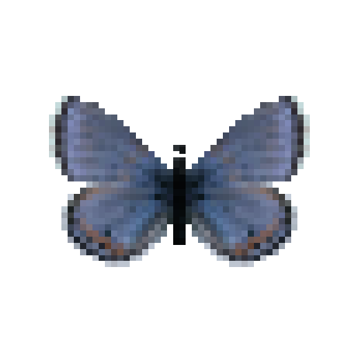 butterfly-dead-acmonbluemale
