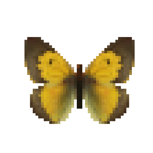 butterfly-dead-africancloudedyellowmale