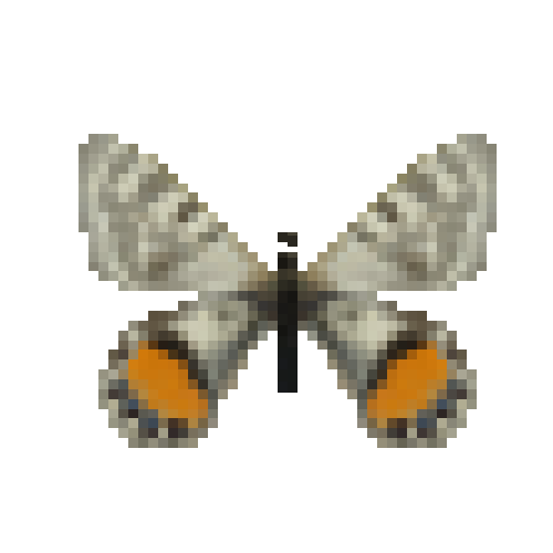 butterfly-dead-apollobutterflyfemale