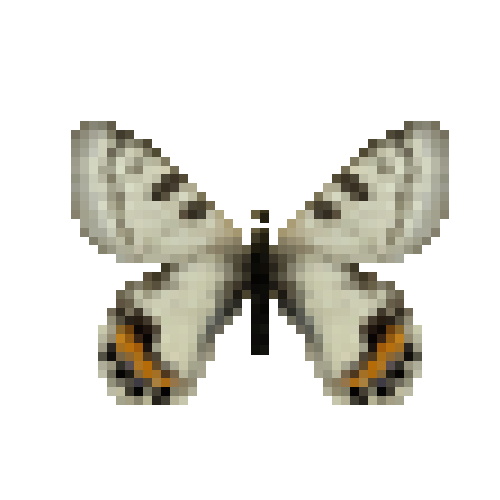 butterfly-dead-apollobutterflymale