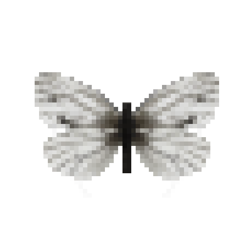 butterfly-dead-arcticwhitefemale
