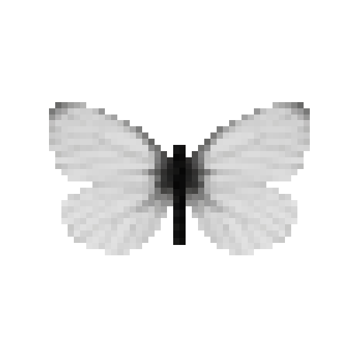 butterfly-dead-arcticwhitemale