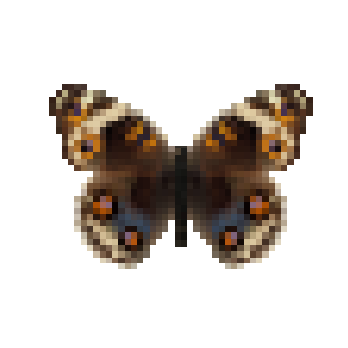 butterfly-dead-bluepansyfemale