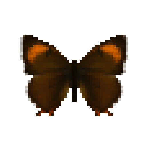 butterfly-dead-brownhairstreakfemale