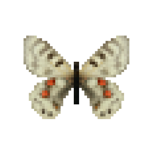 butterfly-dead-cardinalapollofemale